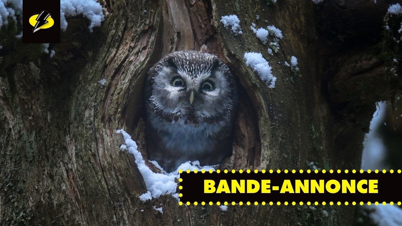 LE CHANT DES FORÊTS, Official Trailer, VOSTFR